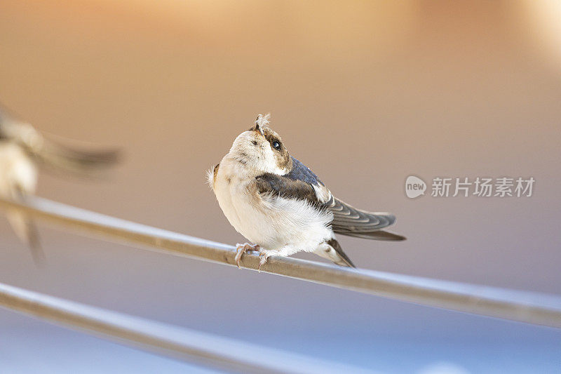 谷仓燕子(Hirundo rustica)在我的窗口靠近。躺在我的衣架上